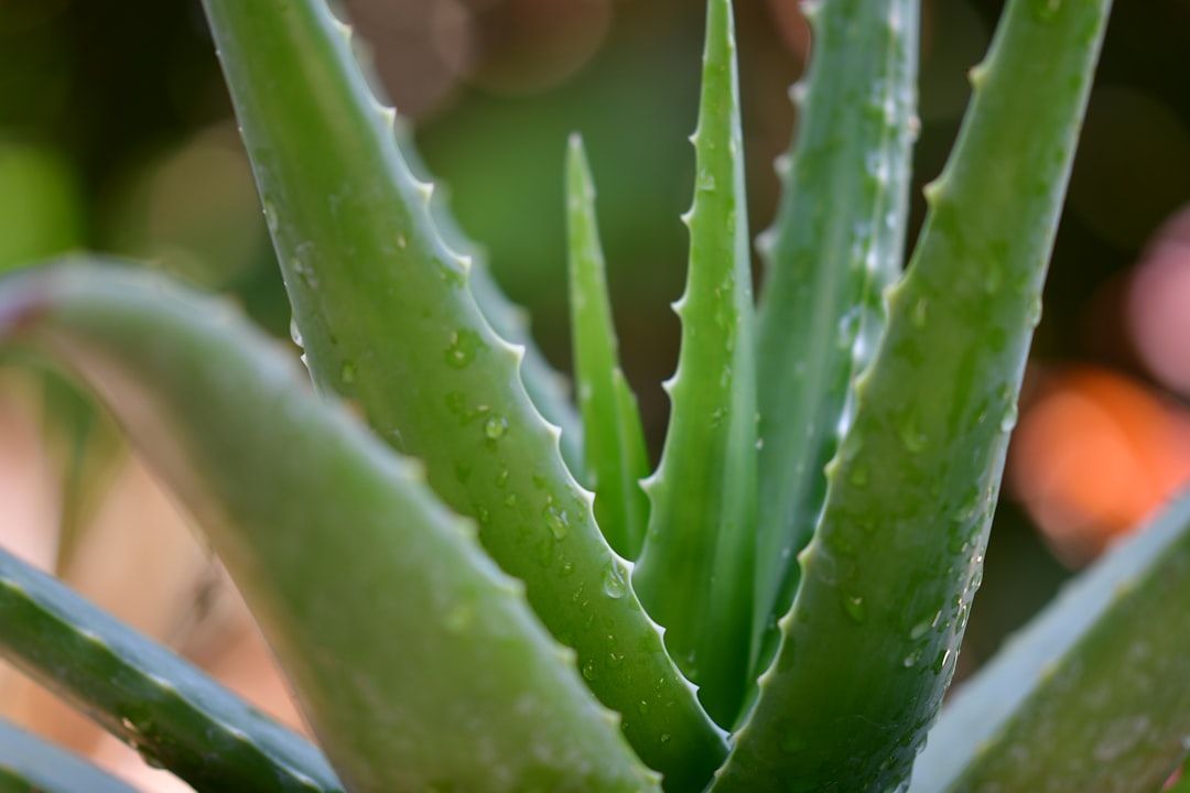Närbild av en frisk, grön aloe vera-planta med vattendroppar på bladen.